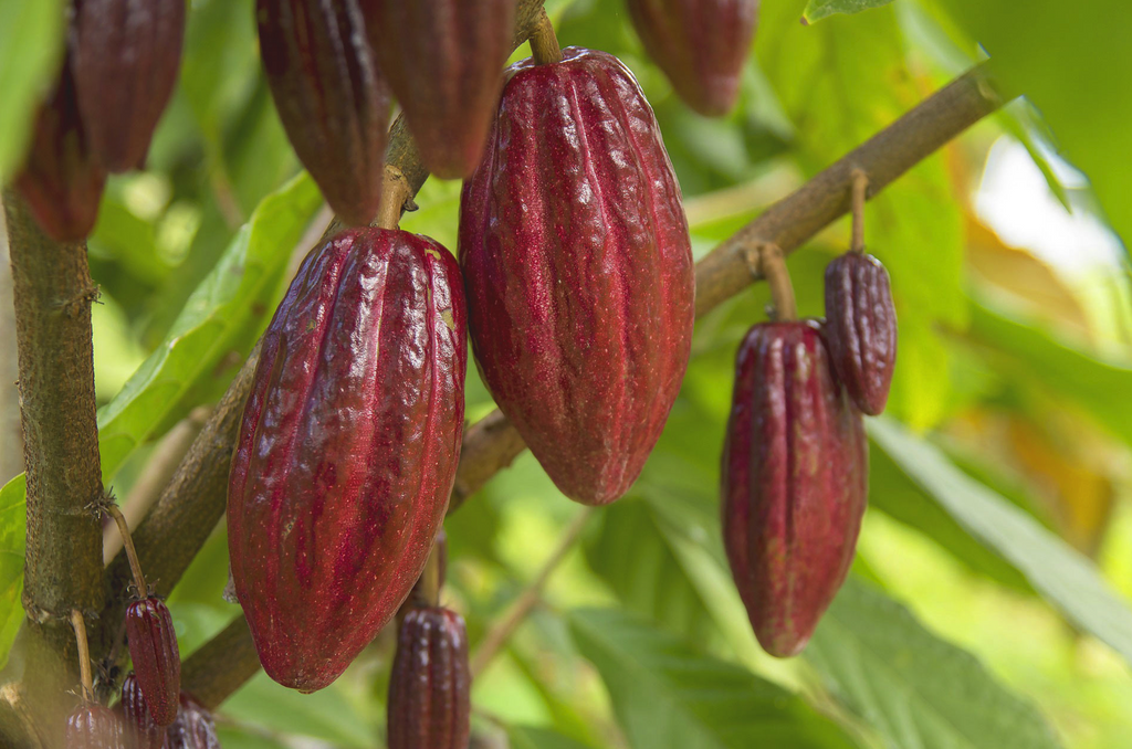 Ceremonial Cacao